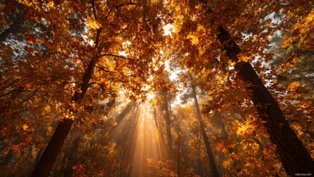 Golden sunlight filtering through dense fall foliage, creating a magical canopy of warm autumn tones.