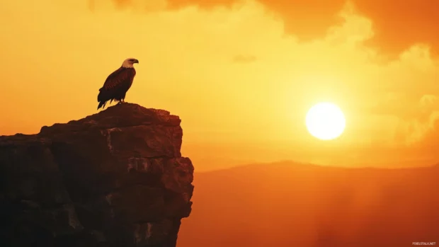 Golden sunset behind a perched eagle on a rugged cliff.
