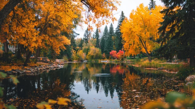 Golden trees and vibrant fall leaves surrounding a peaceful lake, reflecting the beauty of autumn for a cozy Macbook background.