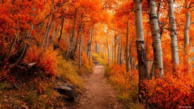 Gorgeous fall wallpaper desktop depicting enchanting forest trail lined with vibrant orange birch trees.