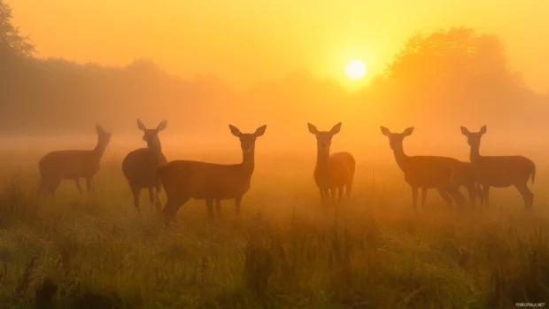 Group of deer in a foggy field at sunrise.