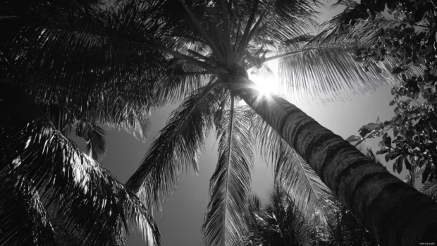 High contrast black and white palm tree scene with deep shadows and radiant highlights.