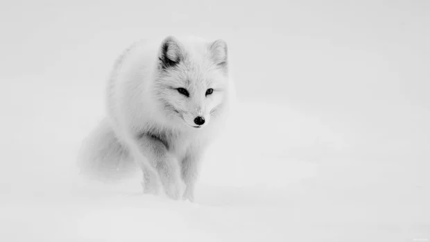 In a blizzard, an Arctic Fox moves determinedly across a whiteout landscape, minimalism and survival spirit.