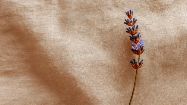 Lavender aesthetic desktop wallpaper with minimalist single stem against muted cream canvas for calm mood.