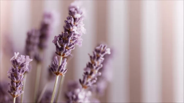 Lavender color wallpaper for desktop combining gentle lavender stripes and creamy base for peaceful workspace.