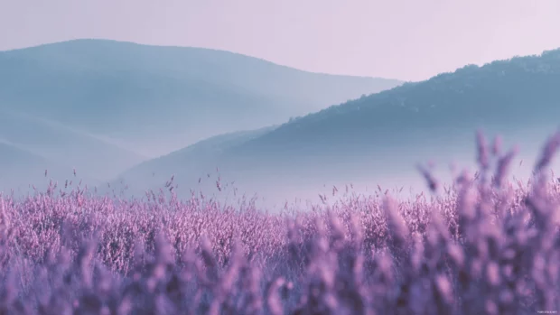 Lavender color wallpaper for desktop showcasing calm lavender haze with soft focus hills in morning light.