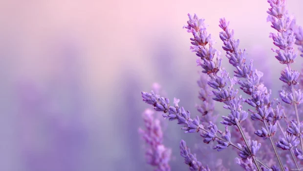 Lavender color wallpaper hd showing soft pastel gradient blending lavender sprigs with smooth cream backdrop.