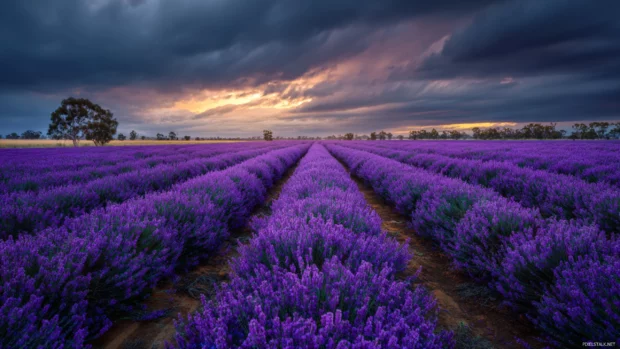 Lavender field wallpaper in cinematic style with endless rows of purple blooms under dramatic sky.