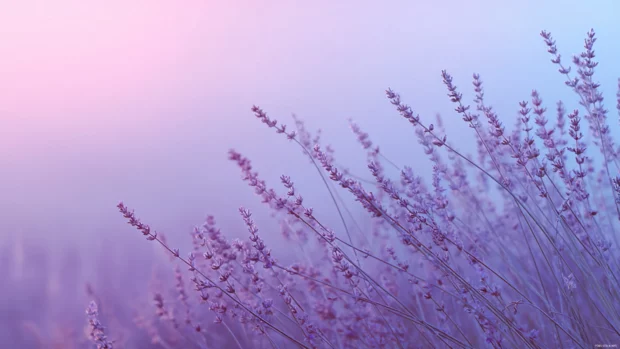 Lavender haze drifting across the frame in a soft minimal gradient composition.