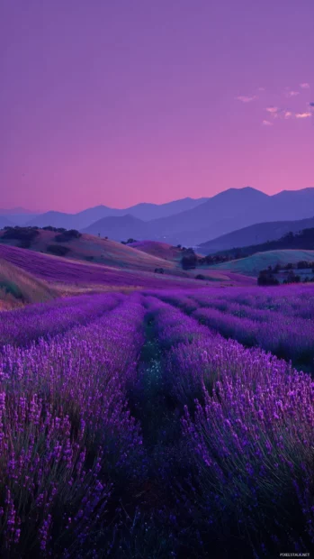 Lavender hills rolling into the distance beneath a dusky twilight sky.