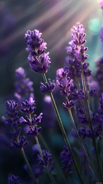 Lavender phone wallpaper hd design capturing macro shot of lavender flower with shallow depth and soft light rays.