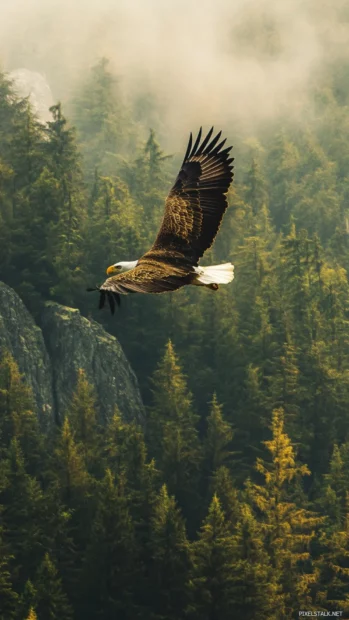 Lone Bald Eagle soaring above forested cliffs and valleys.