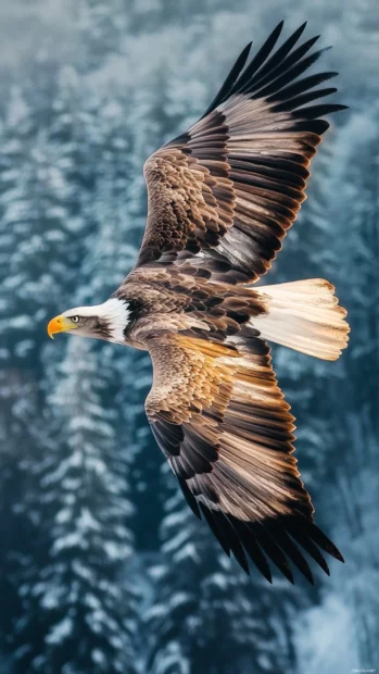 Looking up as a Cool Eagle soars overhead in perfect clarity.