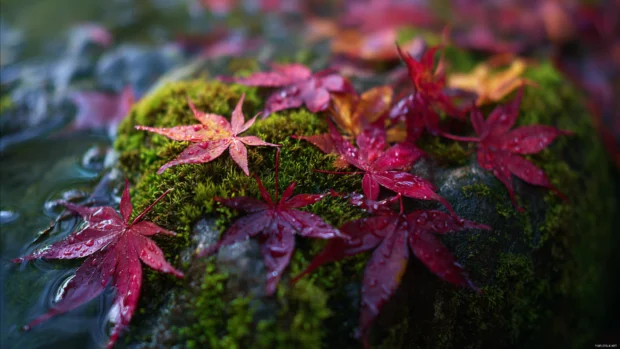 MacBook fall wallpaper featuring close up of wet maple leaves on mossy rock with gentle sunrise glow.