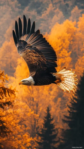 Majestic eagle wallpaper for iPhone showing an eagle gliding above golden trees in the morning light.