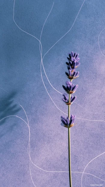 Minimal composition featuring a single lavender stem and a soft abstract background.