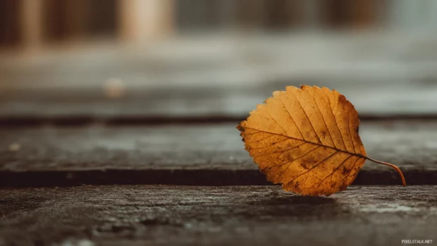 Minimal fall vibes wallpaper with single amber leaf on smooth wooden background under soft light.