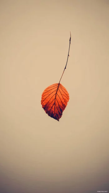 Minimalist beautiful fall wallpaper iPhone capturing lone leaf silhouette on clean neutral background with subtle vignette.