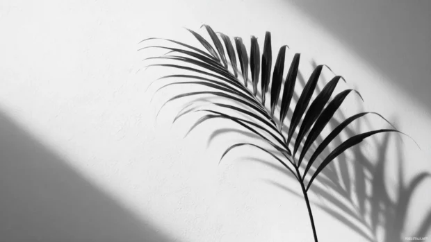 Minimalist black and white palm wallpaper presenting single palm frond casting soft shadow across clean white canvas.