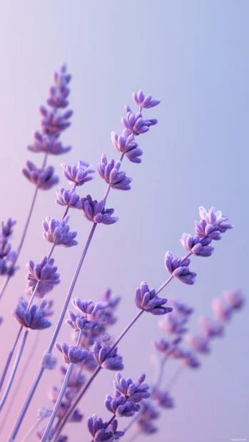 Minimalist lavender composition with clean lines, open space and subtle pastel gradients.