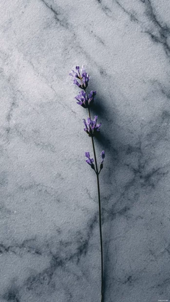 Minimalist lavender wallpaper iPhone displaying solitary lavender stem on smooth marble texture for serene mood.