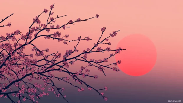 Minimalist wallpaper showing Japanese cherry blossom branches silhouetted at sunset with subtle gradients.