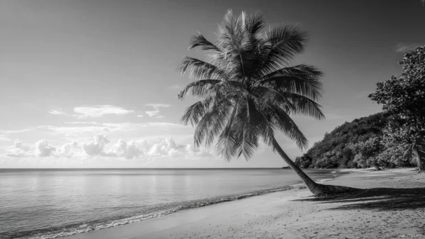 Monochrome beach scene with a black and white palm tree gently leaning toward the sea.