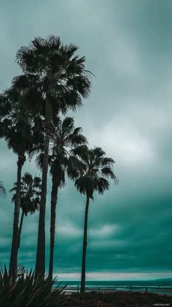 Moody aesthetic palm tree wallpaper with dark silhouettes of palms against overcast green sky over distant sea.