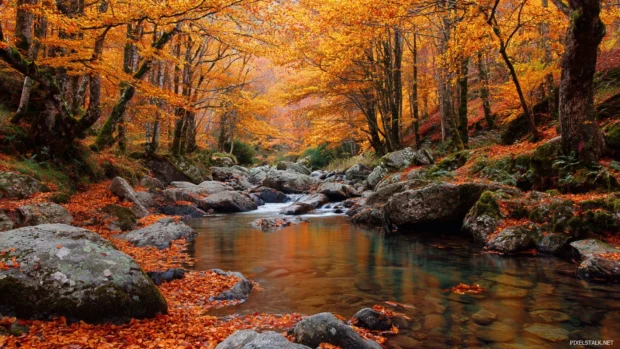 Nature beautiful fall wallpaper portraying a quiet stream winding through densely wooded valley of fiery leaves.