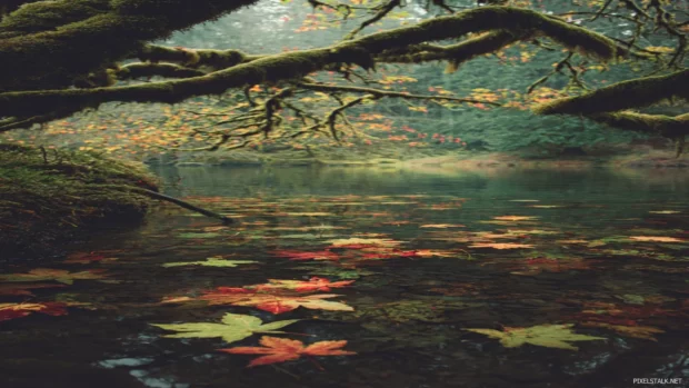 Organic fall color wallpaper iPhone version capturing fallen leaves floating on still pond beneath mossy limbs.