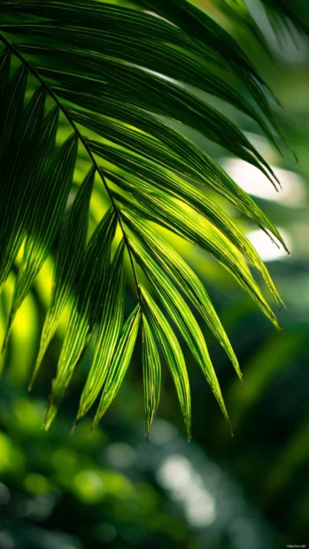 Palm leaf iPhone wallpaper capturing close up macro of sunlit palm frond veins over blurred green canopy.