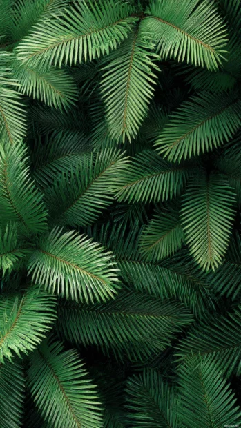 Palm leaves iPhone wallpapers pattern with overlapping palm fronds creating dense green tapestry effect.
