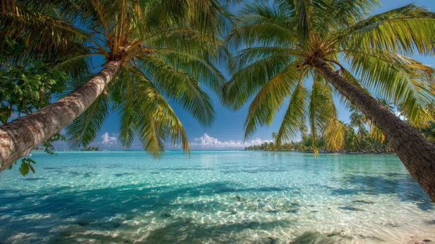 Palm tree 3840x2160 wallpaper illustrating vibrant green palms arching over crystal clear lagoon waters.