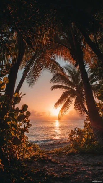 Palm tree archway framing a picturesque tropical sunrise.