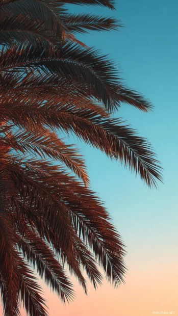 Palm tree background hd for phone featuring single large palm frond arching over soft gradient sky.