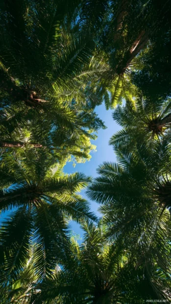 Palm tree canopy creating natural shade with intricate leaf patterns and a glimpse of blue sky above.