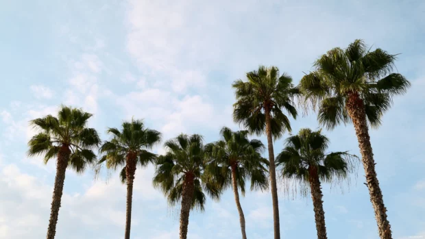 Palm tree crowns reaching high above, set against a clear sky with soft light clouds.