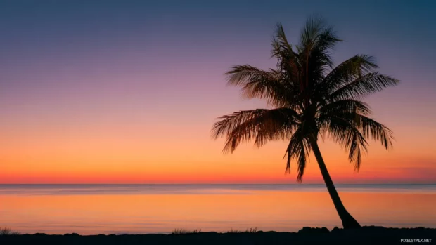 Palm tree desktop wallpaper showing silhouette of a lone palm against vivid sunrise sky over serene ocean horizon.