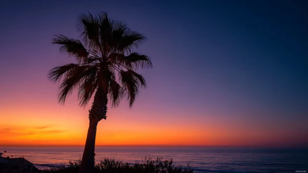 Palm tree gently curving in the breeze with the vibrant sunset horizon stretching endlessly behind it.