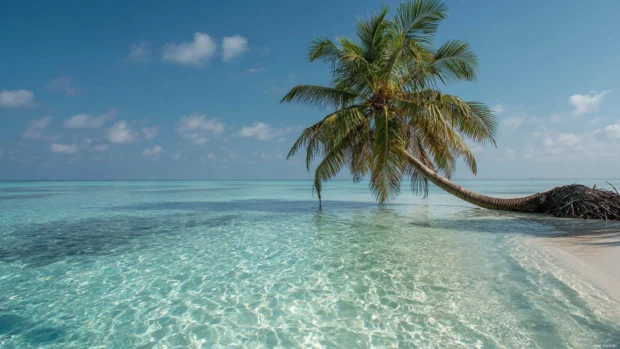 Palm tree gently curving over shallow clear water, perfect color balance and ultra 4K clarity.