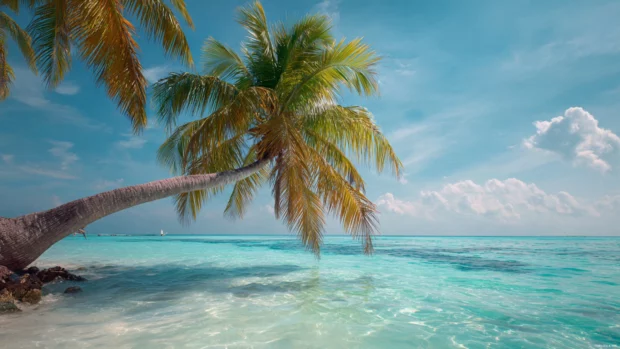Palm tree gracefully leaning over turquoise waters, vivid tropical colors in sharp 4K.
