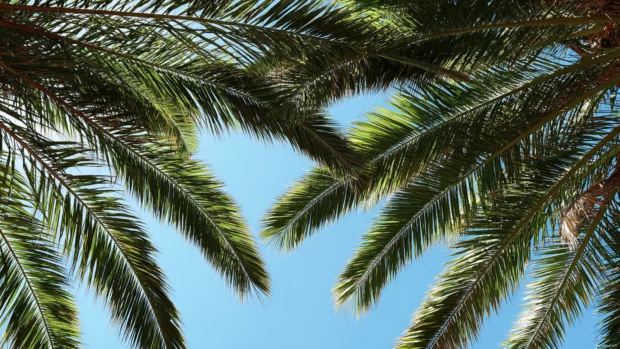 Palm tree leaves forming natural patterns against a bright, cloudless summer sky.
