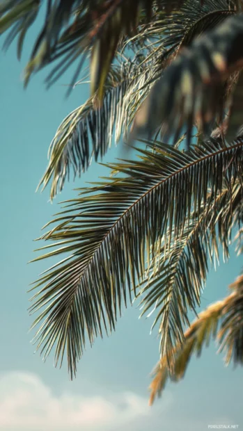 Palm tree leaves swaying gently in the breeze, captured from a low angle view, fresh coastal atmosphere.