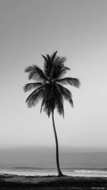Palm tree monochrome 4k wallpaper mobile version featuring single palm against blurred monochrome horizon.