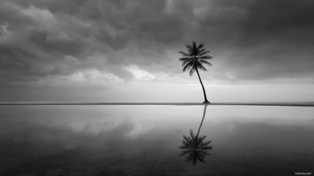 Palm tree monochrome wallpaper hd featuring lone palm reflected in still water under cloudy black and white sky.