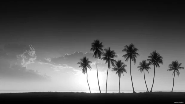 Palm tree monochrome wallpaper hd illustrating a row of palms lining a deserted beach under glowing sky.