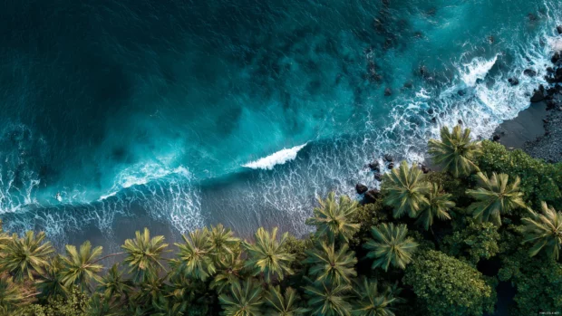 Palm tree ocean 4k wallpaper capturing endless palms standing at edge of deep blue sea with waves lapping.