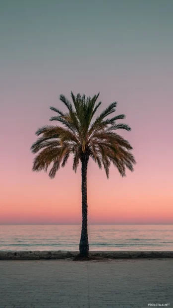 Palm tree positioned perfectly in the center with a pastel horizon and calm sea breeze.