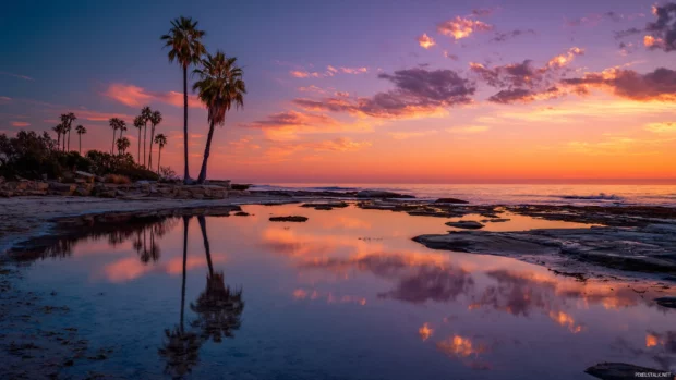Palm tree reflecting in still beach water as the sunset paints the sky with orange and purple tones.