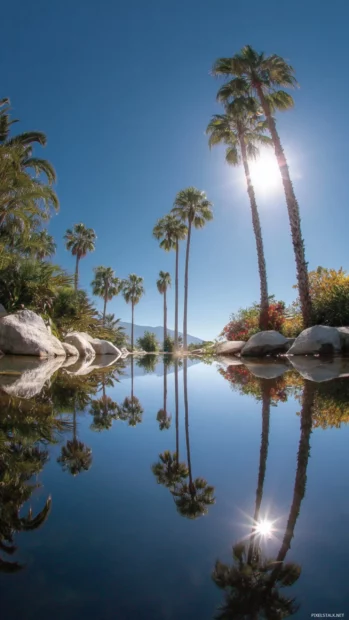Palm tree reflections mirrored in a still pool under the midday sun.
